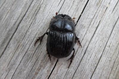 <i>Copris lunaris</i>