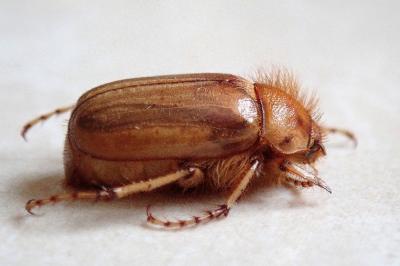 <i>Rhizotrogus marginipes</i>
