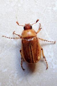 <i>Rhizotrogus marginipes</i>