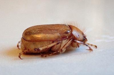 <i>Rhizotrogus marginipes</i>