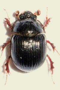 <i>Odonteus armiger</i>