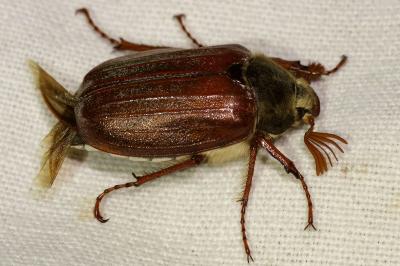 <i>Melolontha melolontha</i>