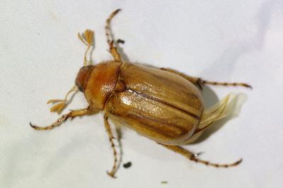 <i>Rhizotrogus marginipes</i>