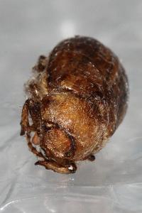 <i>Rhizotrogus marginipes</i>