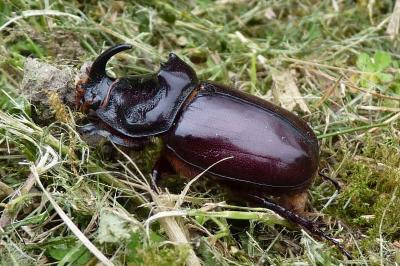 <i>Oryctes nasicornis</i>