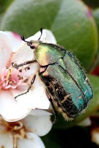 <i>Cetonia aurata</i>