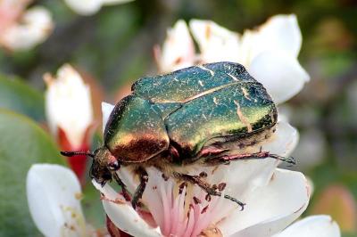 <i>Cetonia aurata</i>
