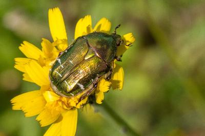 <i>Cetonia aurata</i>