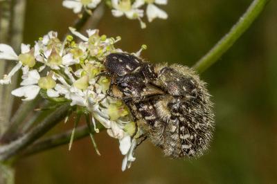 <i>Oxythyrea funesta</i>