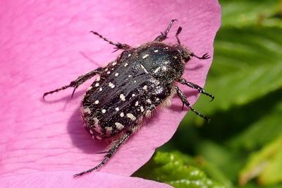 <i>Oxythyrea funesta</i>