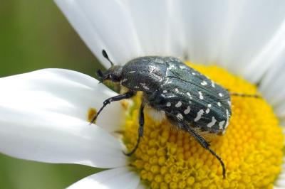 <i>Oxythyrea funesta</i>