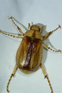 <i>Rhizotrogus aestivus</i>