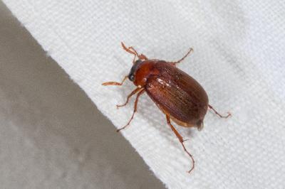 <i>Serica brunnea</i>
