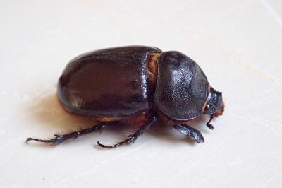 <i>Oryctes nasicornis</i>