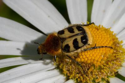 <i>Trichius gallicus</i>