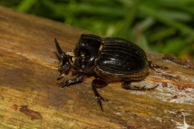<i>Copris lunaris</i>