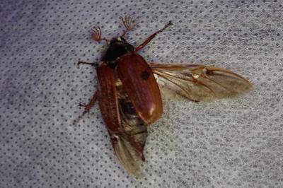 <i>Melolontha melolontha</i>