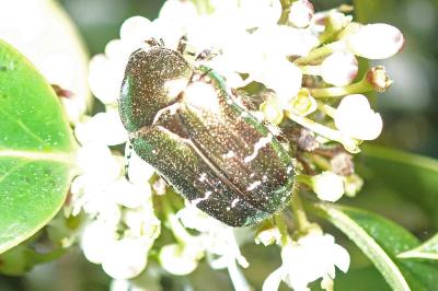 <i>Cetonia aurata</i>