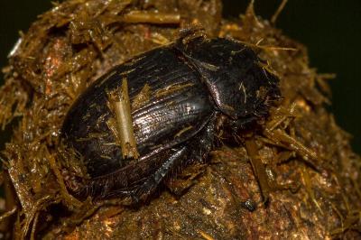 <i>Geotrupes</i>