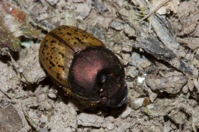 <i>Onthophagus coenobita</i>