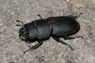 <i>Dorcus parallelipipedus</i>