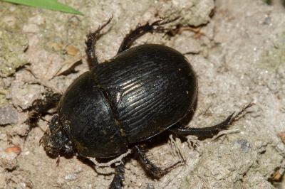 <i>Geotrupes mutator</i>