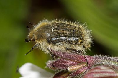 <i>Tropinota squalida</i>