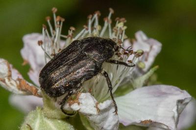 <i>Tropinota squalida</i>