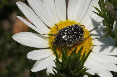 <i>Oxythyrea funesta</i>
