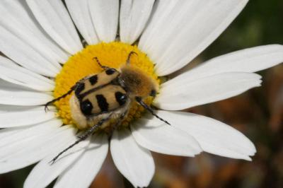 <i>Trichius gallicus</i>