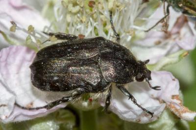 <i>Tropinota squalida</i>