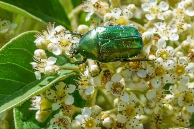 <i>Cetonia aurata</i>