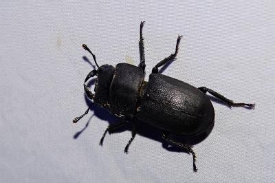 <i>Dorcus parallelipipedus</i>