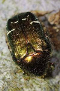 <i>Cetonia aurata</i>