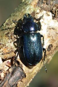 <i>Platycerus caraboides</i>