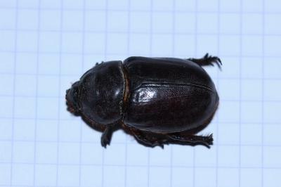 <i>Oryctes nasicornis</i>