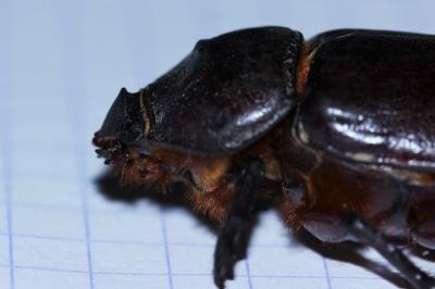 <i>Oryctes nasicornis</i>