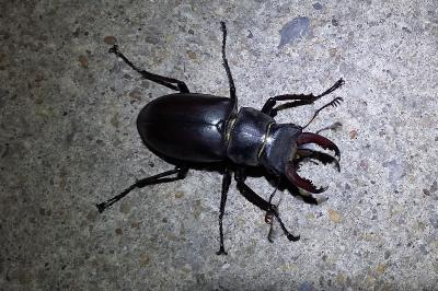 <i>Lucanus cervus</i>