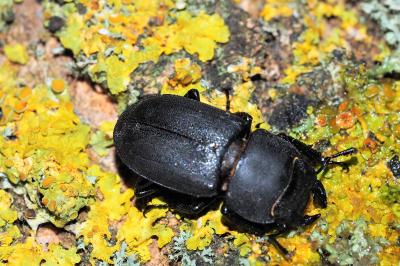 <i>Dorcus parallelipipedus</i>