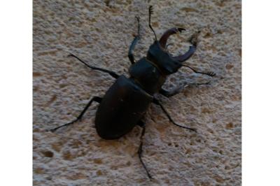 <i>Lucanus cervus</i>