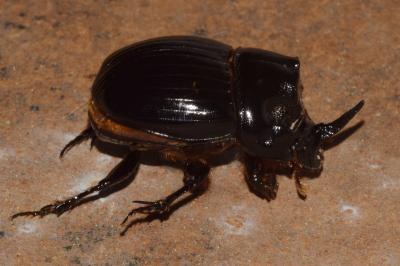 <i>Copris lunaris</i>