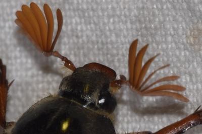 <i>Melolontha melolontha</i>