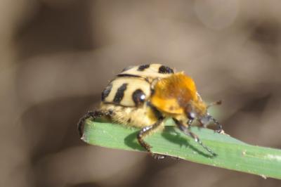 <i>Trichius gallicus</i>