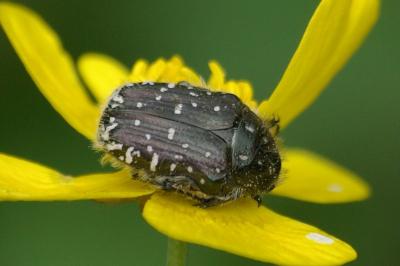 <i>Oxythyrea funesta</i>