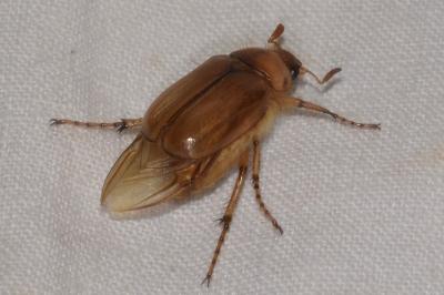 <i>Rhizotrogus marginipes</i>
