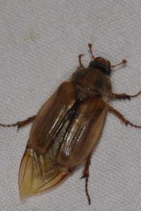 <i>Amphimallon solstitiale</i>