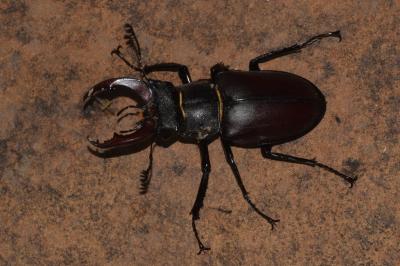 <i>Lucanus cervus</i>
