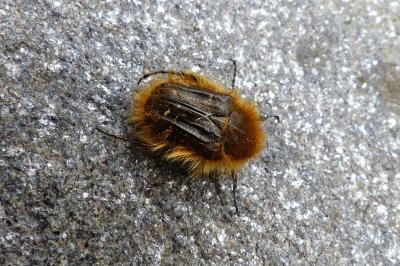 <i>Tropinota squalida</i>