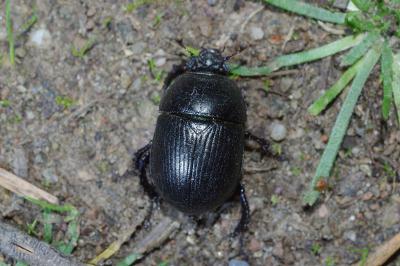 <i>Anoplotrupes stercorosus</i>