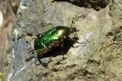 <i>Cetonia aurata</i>